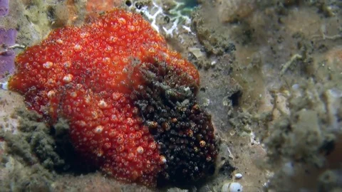 Acanthozoon/ Thysanozoon flatworm in Indonesia Video stock 78838859