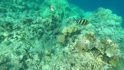 Acanthuridae and Abudefduf Video stock 162030908