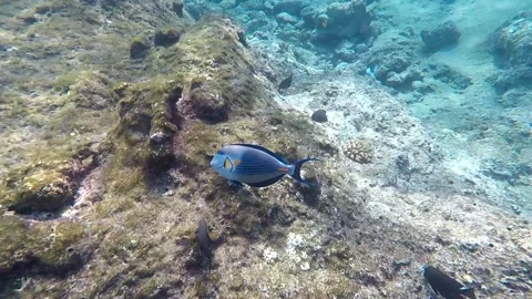 Acanthuridae Video stock 162031025