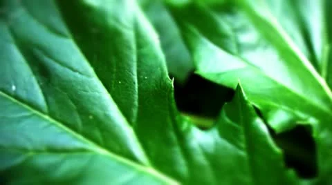 Acanthus leaf Video stock 10825257