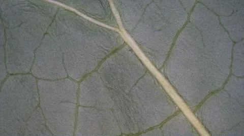 Acanthus leaf seen under microscope Stock Photos