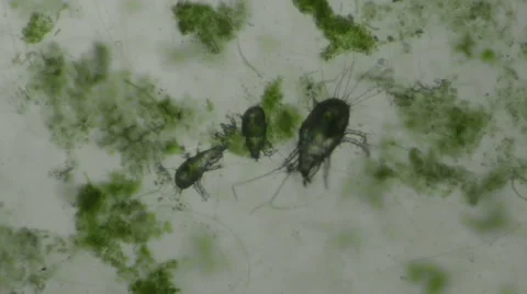 Acari Dust Mites in Aquatic Environment Seen Moving Stock-Footage 62964795