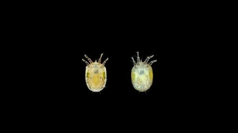 Acari (mite) Deutonymph - Hypopus under the microscope. It feeds on bacteria. Stock Photos