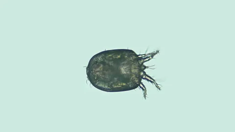 Acari (mite) Deutonymph under the microscope, of the Histiostomatidae family Stock Footage 143587339