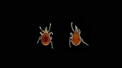 Acari mite Mesostigmata under microscope, Pachylaelapidae family. Predator, feed Stock Footage 157495589