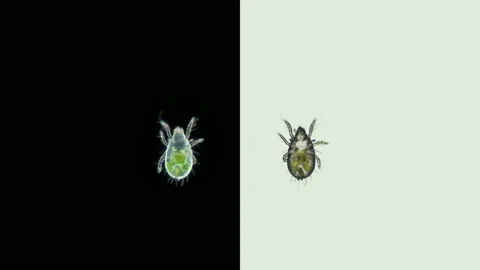 Acari (mite) Oribatida under microscope are saprosphago, order Sarcoptiformes Stock Footage 154891812
