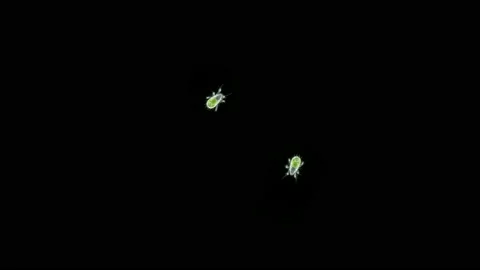 Acari (mite) Oribatida under microscope are saprosphago, order Sarcoptiformes Stock Footage 154891924