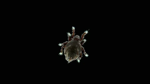 Acari (mite) Oribatida under microscope, family Neoliodoidea. Stock Footage 157798423