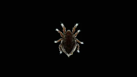 Acari (mite) Oribatida under microscope, family Neoliodoidea. Stock Footage 157807245