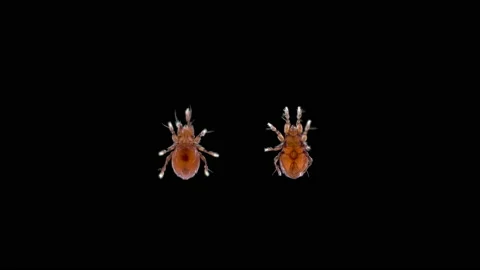 Acari mite Oribatida under a microscope, possibly of the Eremaeidae family Stock Footage 158610720