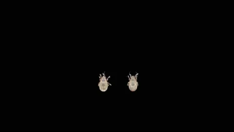 Acari mite Oribatida under a microscope, Order Sarcoptiformes. They live in moss Stock Footage 167326248