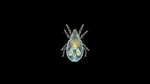 Acari mite Oribatida under microscope are saprosphago, order Sarcoptiformes. Foto stock