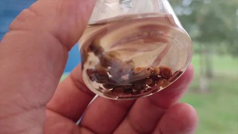 Acari mites in the jar. Ixodes tick. Tick-borne disease Stock Footage 252138579