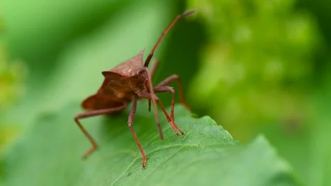 Acarid 스톡 동영상 333060618