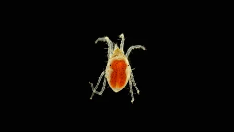 Acari(mite) living in water under a microscope, the superfamily Halacaroidea Stock Footage 139919423