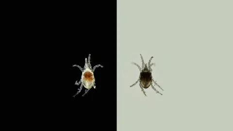 Acari(mite) living in water under a microscope, the superfamily Halacaroidea Video stock 148139033