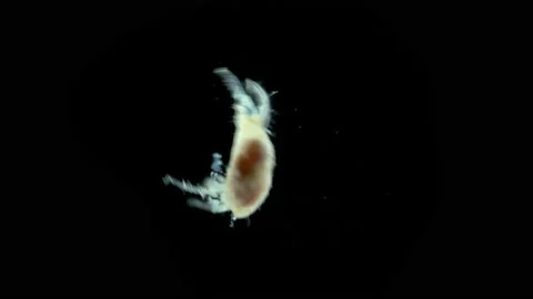 Acari(mite) living in water under a microscope, the superfamily Halacaroidea Stock Footage 234056164