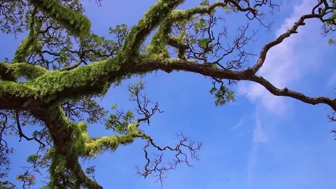 Acasia Tree - Branch under bright Blue Sky with a few high white Clouds 動画素材 107070352