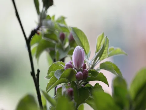 Accelerated process of developing apple blossom Stock Footage 78749405