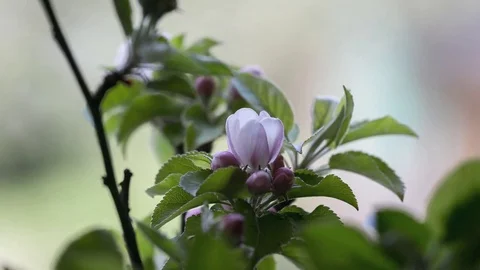 Accelerated process of developing apple blossom Stock Footage 78749474
