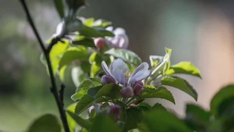 Accelerated process of developing apple blossom Stock Footage 78749593
