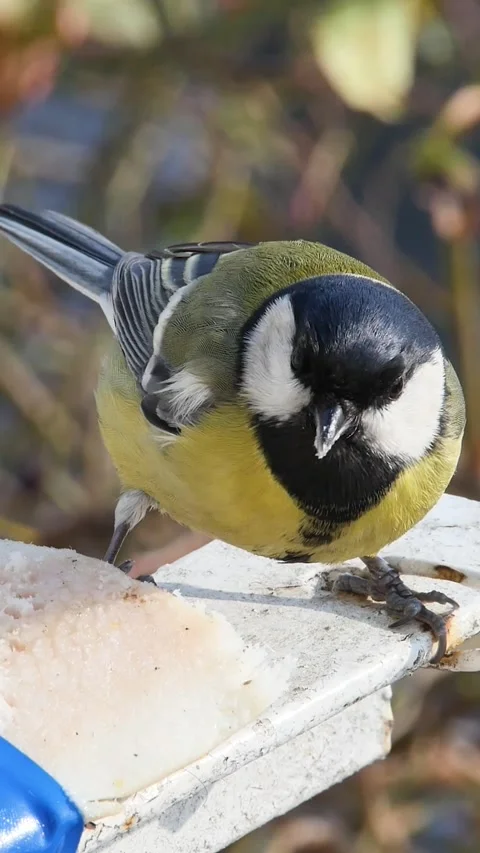 Accelerated vertical shot of a small songbird feasting on high-calorie suet, Stockbeeldmateriaal 334340078