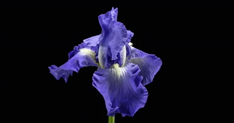 Accelerated video of opening petals process of the blue white iris flower Stock Footage 130448988
