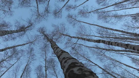 Accelerated wavy footage of birch trees shot from their foot environment footage Stock-Footage 136812678