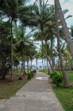 Access to the beach on the path through the palm Stock Photos