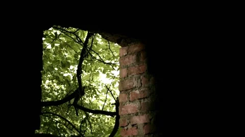 Access To The Forest Video stock 53316087