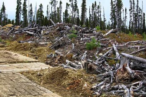 An access mat road through a logging area Stock Photos