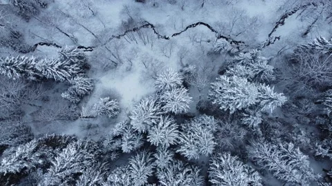 Access to the top of the forest Video stock 168971636