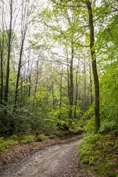 The access way to the forest Stock Photos