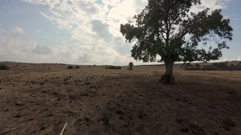 Accident and collision of a drone with some plants in a desert field Stock Footage 285866703