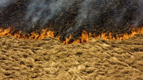 Accidental grass burning Stock Footage 106111232