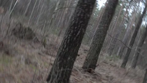 Accidentally turning on the camera in the forest 스톡 동영상 146876221