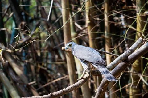 Accipiter badius Stock Photos