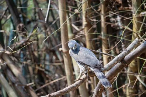 Accipiter badius Stock Photos
