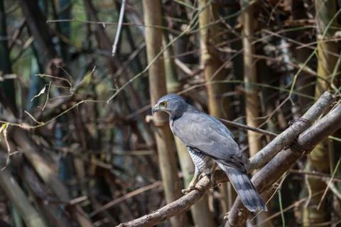 Accipiter badius Stock Photos