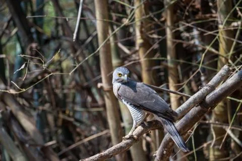 Accipiter badius Stock Photos