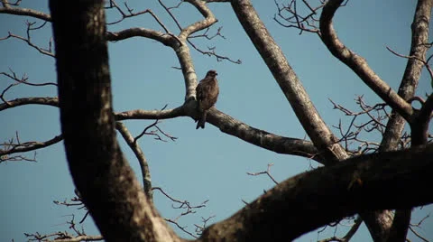 Accipiter Stock Footage 26181444