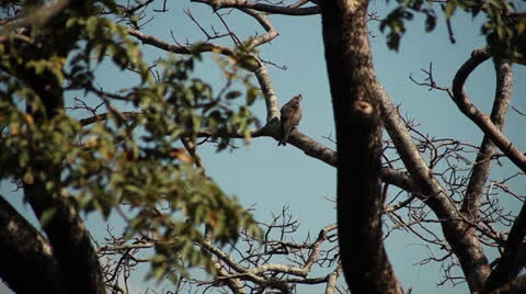 Accipiter Stock Footage 26181700