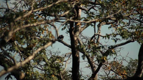 Accipiter Stock Footage 26181713