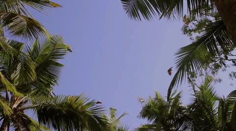 Accipiter Video stock 26181947