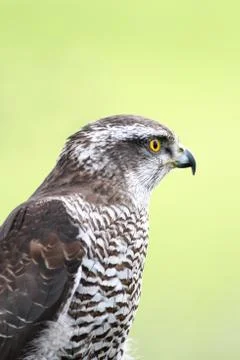 Accipiter gentilis Stock Photos