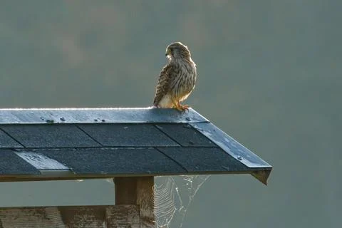 Accipitridae bird with sharp beak perched on twig on rooftop Stock Photos