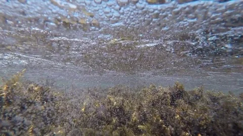 Acclimatization of underwater algae and bubble waves Stock Footage 77732683