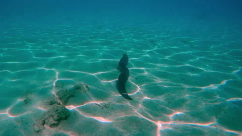 Accompanying from the back to Giant Moray Eel swimming along sandy seafloor with Video stock 322194811