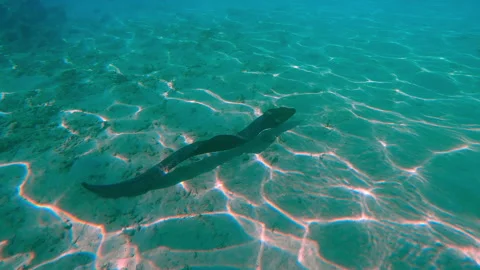 Accompanying Giant Moray Eel from the back, swims along sand seabed with corals Video stock 310999873