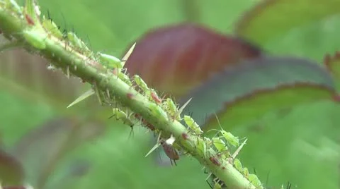 Accumulation of aphids on a plant 库存影片 11290509
